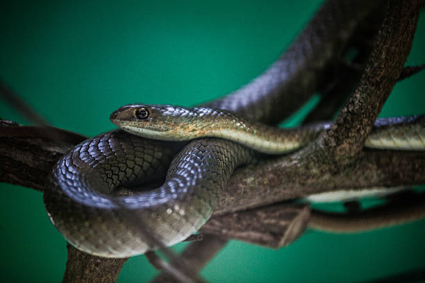 Ritratto di un serpente - foto stock