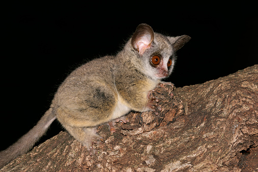 Nocturnal Lesser Bushbaby (Galago moholi) sitting in a tree, South Africa