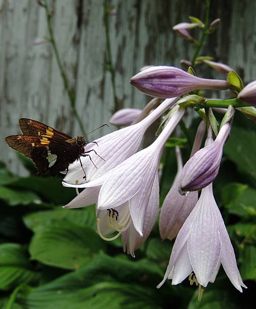 Brown Moth on Purple Hostas Flower A beautiful creature perched on the pale purple flower. lepidopterans stock pictures, royalty-free photos & images