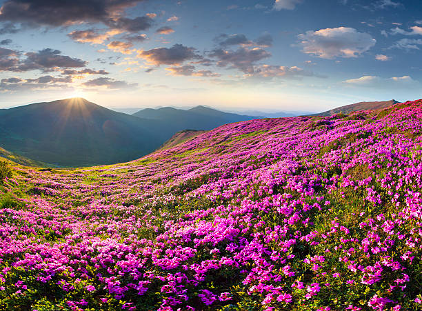 istock Magic pink rhododendron flowers in the mountains. 517220833