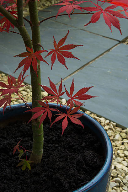 istock Acer palmatum Ozakazuki 517221025
