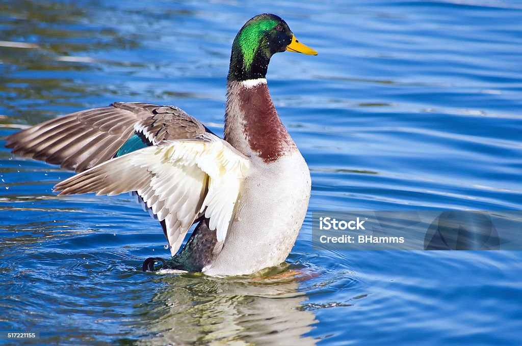 Male mallard duck Male mallard duck up in the water with it's wings spread Animal Stock Photo