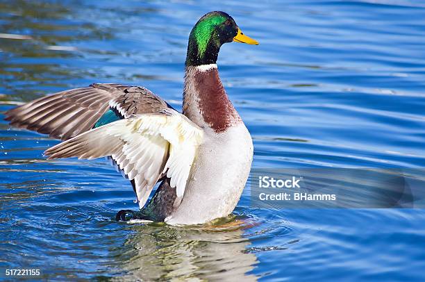 Male Mallard Duck Stock Photo - Download Image Now - Animal, Animal Body Part, Animal Head