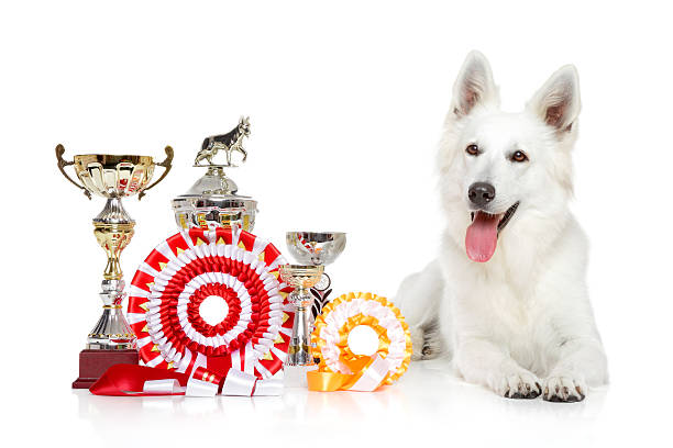 istock Swiss Shepherd dog on  white background 517221507