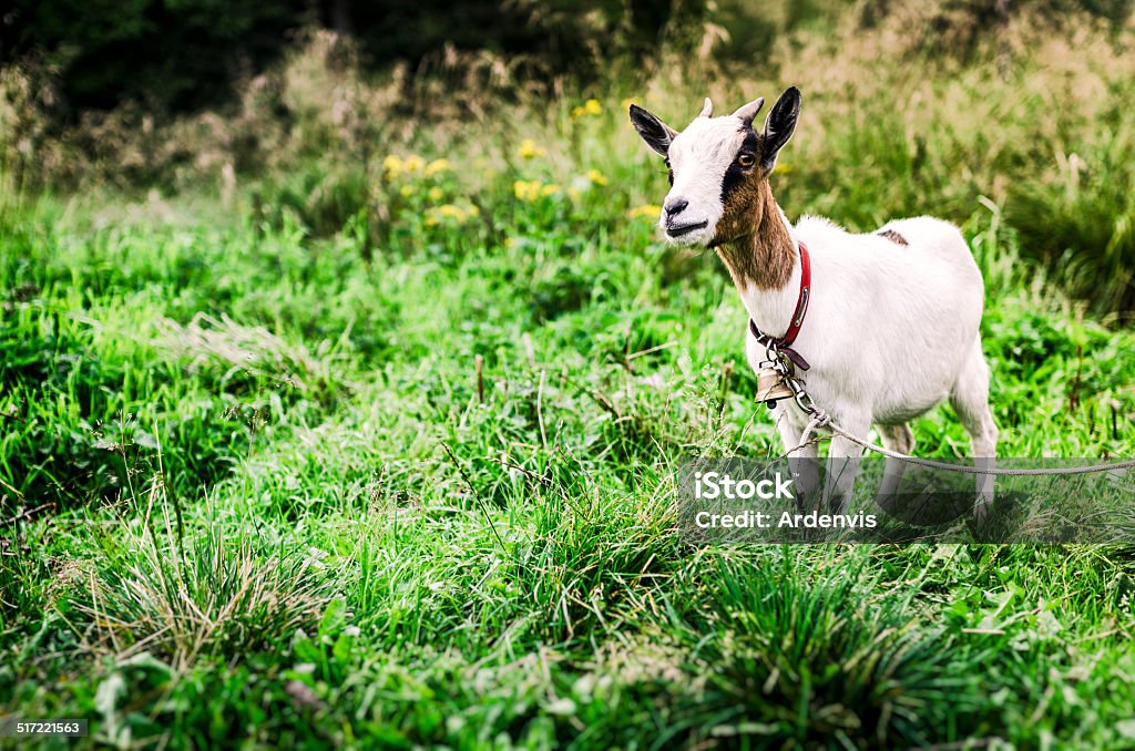 Giovane in erba di capra - Foto stock royalty-free di Agricoltura