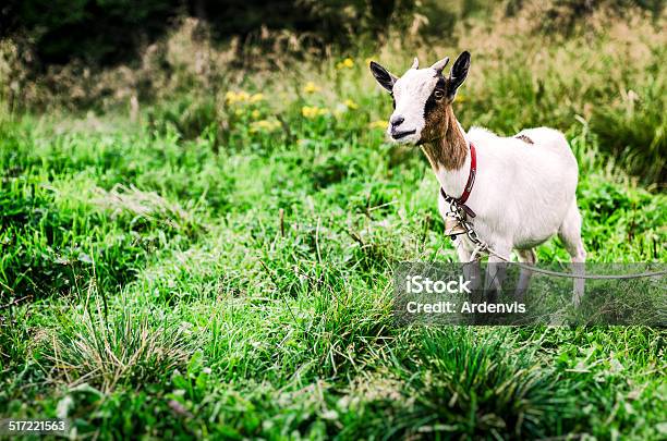 Giovane In Erba Di Capra - Fotografie stock e altre immagini di Agricoltura - Agricoltura, Allevamento ovino, Ambientazione esterna