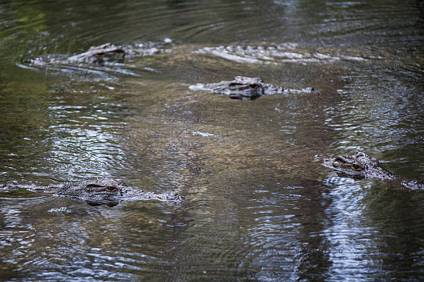 Yeux de crocodiles - Photo