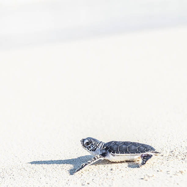 żółwiowy newborn osiągać morze.  koncepcja wolności - sea turtle square shape square endangered species zdjęcia i obrazy z banku zdjęć