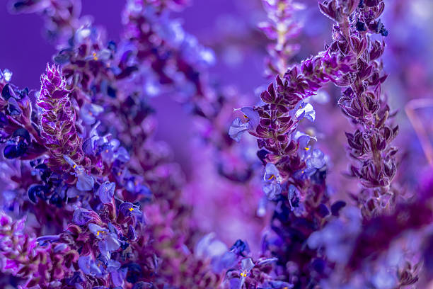 istock Wild lavender in the spring a young field 517221784
