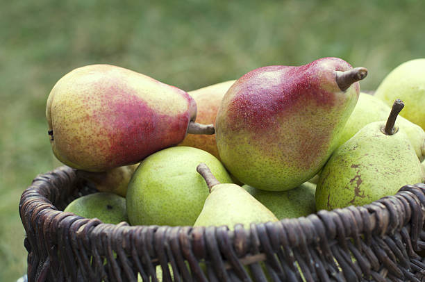 Pears in basket stock photo