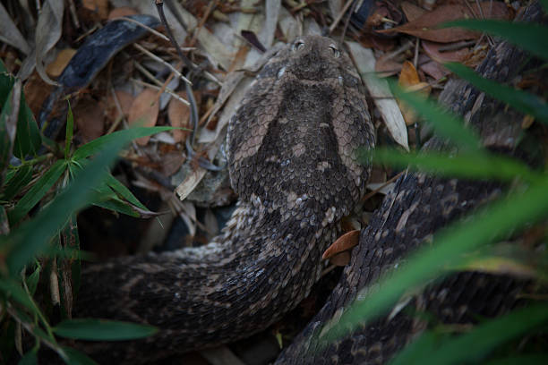 portrait d'un serpent - Photo