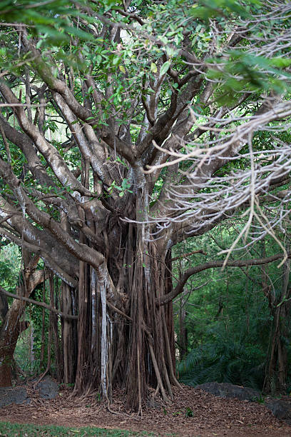 old arbre au kenya - Photo