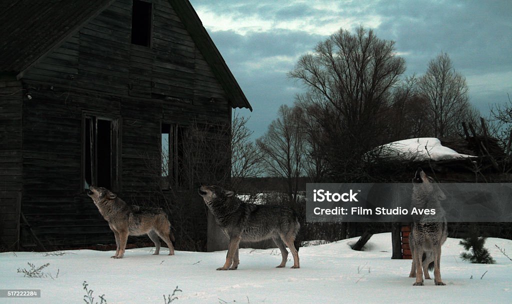 Howhling wolves Howling wolves in abandoned village (Chernobyl) Chornobyl Stock Photo