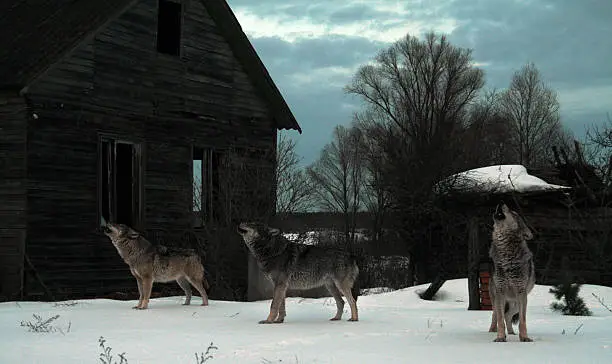 Photo of Howhling wolves