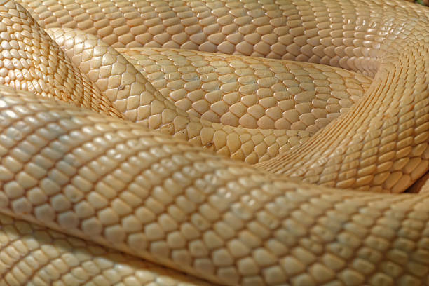 istock Snake in the terrarium - Albino indian cobra 517222330