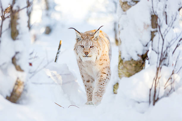 istock Lynx cat walks in the cold winter forest 517222500
