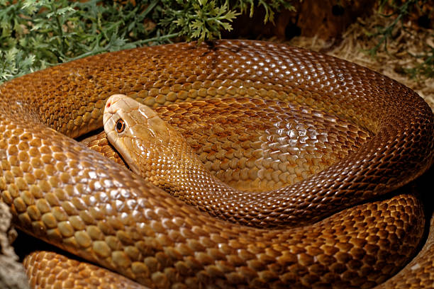 istock Snake in the terrarium - Coastal taipan 517222674
