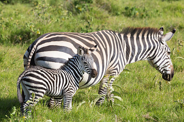 istock Mother and foal zebra, Equus quagga. 517223358