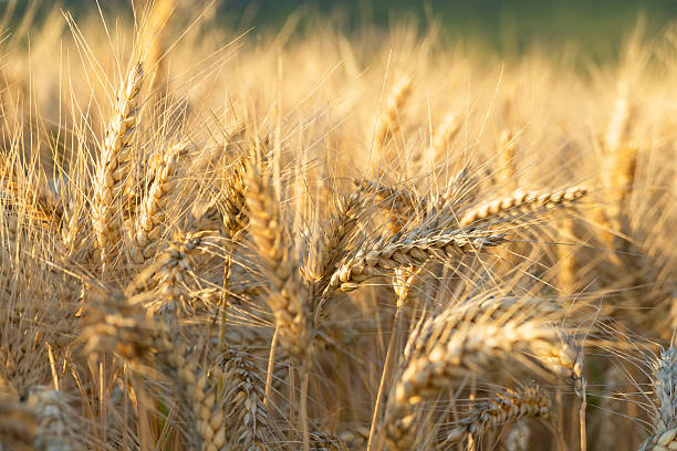 istock Wheat field ready to harvest 517223712