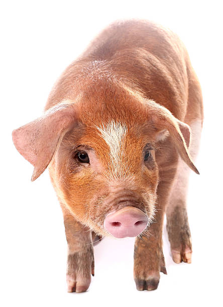 istock Pig baby piglet 517223980