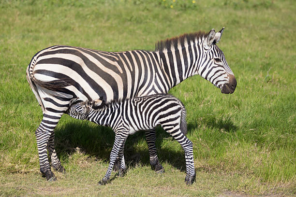 Mother nursing foal zebra, Equus quagga.
