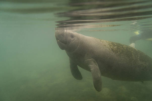 istock West Indian Manatee surfacing to breath. 517225444