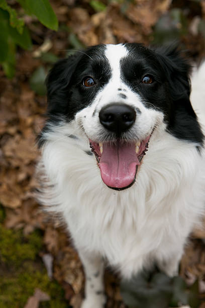 istock Border Collie Dog Looking at Camera 517225550