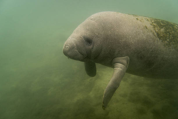 istock West Indian Manatee swimming by. 517225768