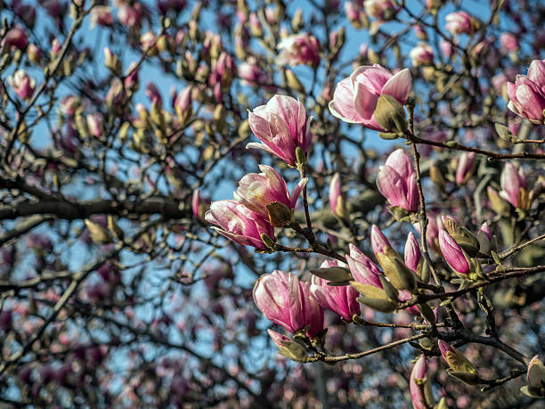 istock Magnolia  soulangeana (saucer magnolia) tree 517227906