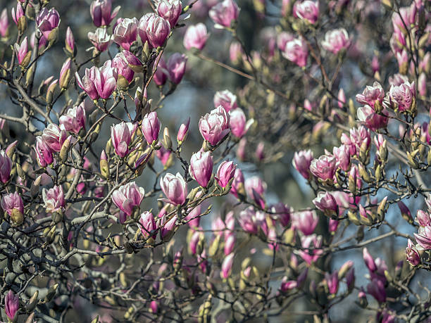 istock Magnolia  soulangeana (saucer magnolia) tree 517227938