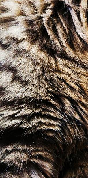 istock Luxurious animal fur 517227960