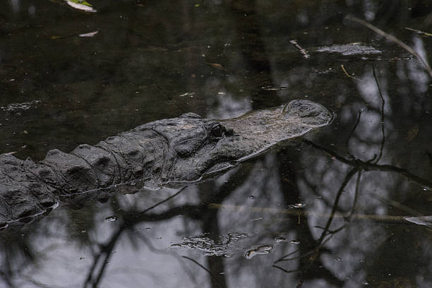 alligator auch in den gewässern der homosassa federn, florida. - big cypress stock-fotos und bilder