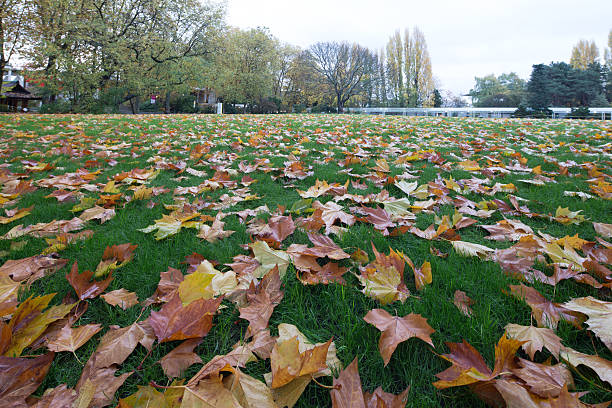 istock landscape of park near space needle in seattle 517229016