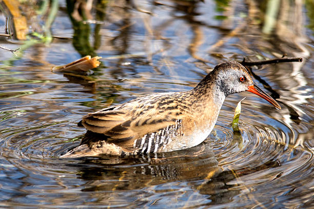istock Water rail looking for food 517229476