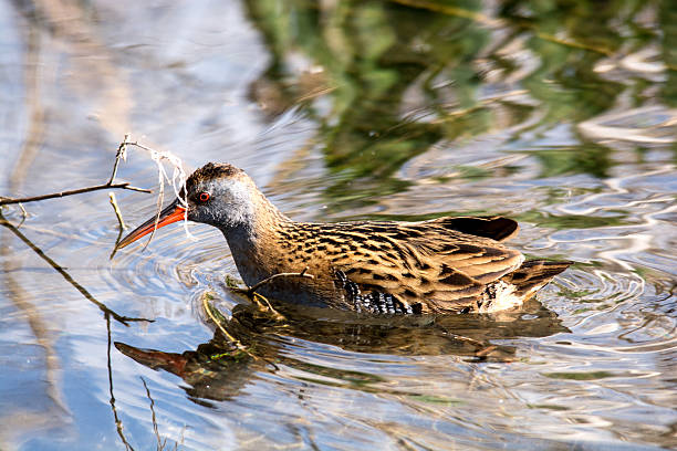 istock Water rail on water looking for food. 517230444