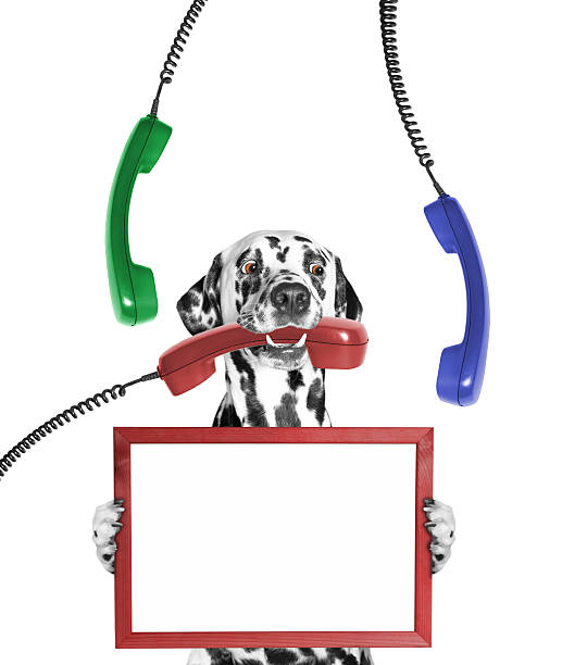 istock dog keeps frame in its paws and phone in mouth 517230672