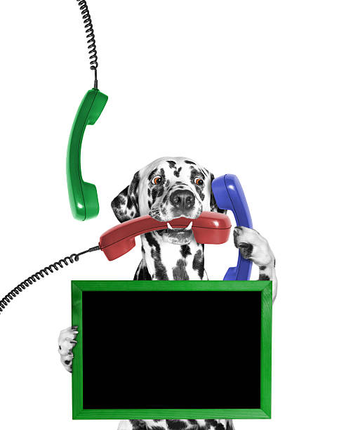 istock dog keeps frame and phone in mouth and paw 517230730