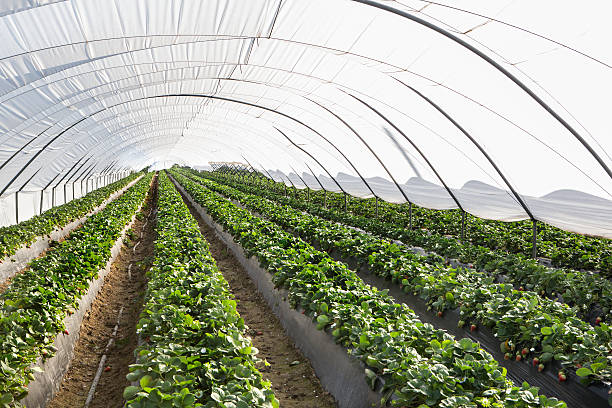 istock Strawberry greenhouse 517231492