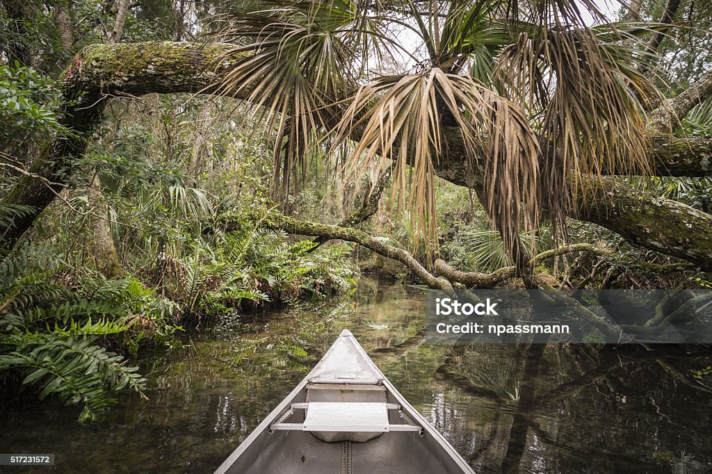 Canoeing on Chassahowitzka River, Florida. Tropical Rainforest Stock Photo