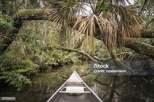 Canoeing On Chassahowitzka River Florida Stock Photo - Download Image Now - Tropical Rainforest, Brown, Business Finance and Industry