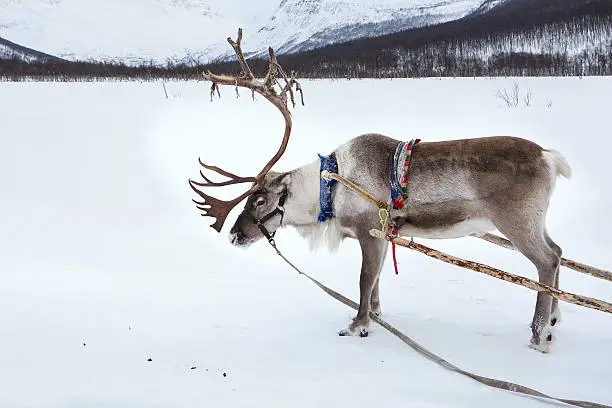 Photo of Reindeer in Norway