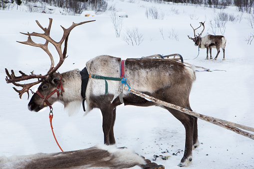 Reindeer with large antlers pulling a sled over the snow in Norway.