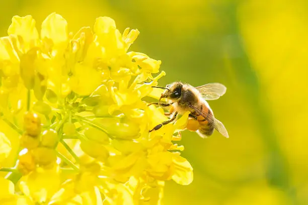 Honey Bee collecting pollen on yellow rape flower.
