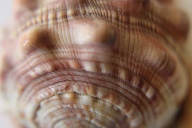 istock seashell close-up photograph 517233110