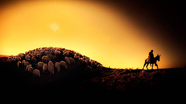 istock Shepherd leading his goats and sheep at sunset time 517233518