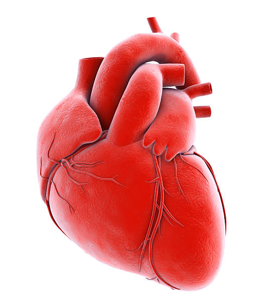 istock Human Internal Organic - Human Heart. 517233662