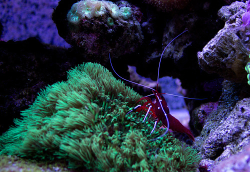 Fire shrimp is cleaning coral