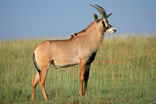 A rare roan antelope (Hippotragus equinus) standing in grassland, South Africa