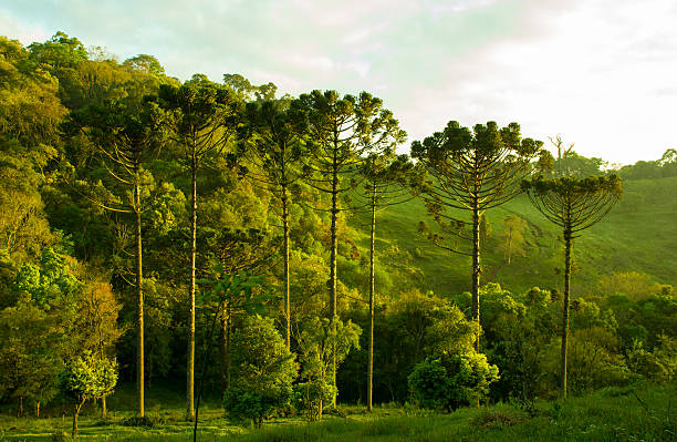 Araucaria Angustifolia commonly found in South Brazil by the Sunrise
