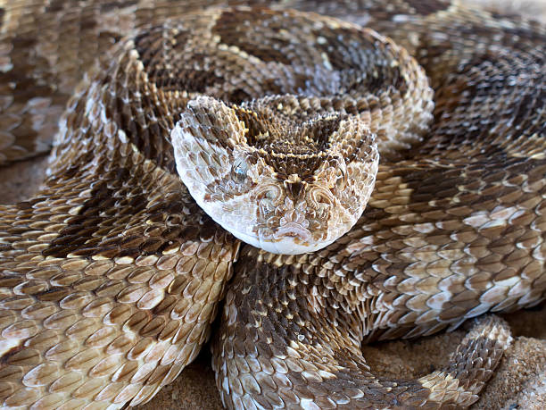 Puff adder Close-up of a coiled puff adder (Bitis arietans) snake ready to strike, South Africa puff adder bitis arietans stock pictures, royalty-free photos & images
